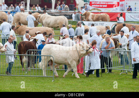 Llanelwedd (Nr. Builth Wells), Wales, UK. 22nd July 2013. Bulls are exhibited in the cattle ring. With temperatures forecast to remain high this week, St John Wales give a Hot Weather Warning as people flock to the annual Royal Welsh Agricultural Show - the largest agricultural show in Europe. The Prince of Wales, a former president of the Royal Welsh Agricultural Society RWAS, and the Duchess of Cornwall will attend the show on the third day 24th July. Credit:  Graham M. Lawrence/Alamy Live News.