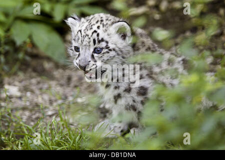 A Snow Leopard (Uncia uncia) cub is pictured in its enclosure at a German zoo, location unknown, Germany, 2006. Photo: Ronald Wittek Stock Photo