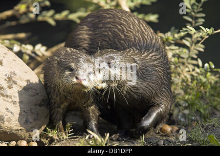 The picture shows an Oriental Small-clawed Otter mother (Aonyx cinerea) with a cub at an enclosure in Germany, location unknown, Germany, 2006. Photo: Ronald Wittek Stock Photo
