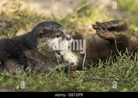 The picture shows two Oriental Small-clawed Otter (Aonyx cinerea) cubs during play at an enclosure in Germany, location unknown, Germany, 2006. Photo: Ronald Wittek Stock Photo