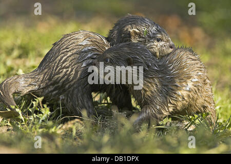 The picture shows two Oriental Small-clawed Otter (Aonyx cinerea) cubs during play at an enclosure in Germany, location unknown, Germany, 2006. Photo: Ronald Wittek Stock Photo