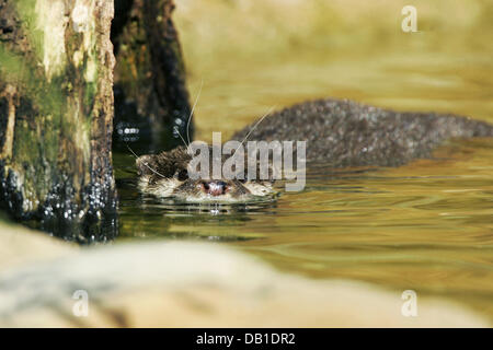 The picture shows an Oriental Small-clawed Otter (Aonyx cinerea) swimming at an enclosure in Germany, location unknown, Germany, 2006. Photo: Ronald Wittek Stock Photo