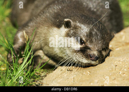 The picture shows an Oriental Small-clawed Otter (Aonyx cinerea) at an enclosure in Germany, location unknown, Germany, 2006. Photo: Ronald Wittek Stock Photo