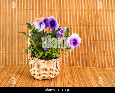 pink viola on brown bamboo background Stock Photo