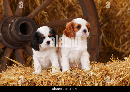 Cavalier King Charles Spaniel, puppies, tricolour and blenheim, 7 weeks Stock Photo