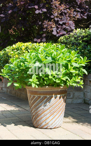 A potted common garden mint plant (Mentha sachalinensis) growing in a sunny spot in a courtyard garden. UK, 2013. Stock Photo