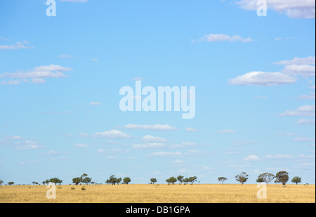 Dry grasslands and a blue sky with clouds in a remote part of outback Queensland, Australia Stock Photo