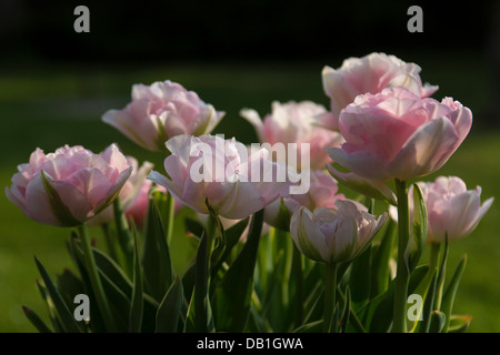 Tulips in a garden on a sunny day. Stock Photo