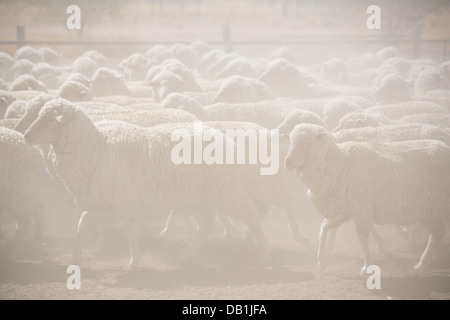 Herd of merino sheep on dry, dusty ground at a sheep station in western Queensland, Australia. Stock Photo