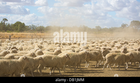 Herd of merino sheep on dry, dusty ground at a sheep station in western Queensland, Australia. Stock Photo
