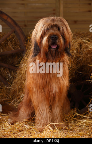 Briard / Berger de Brie |Briard, Ruede / Berger de Brie Stock Photo