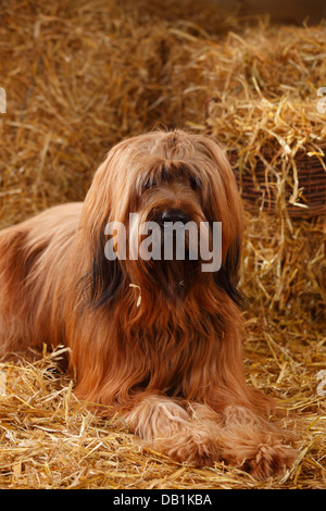 Briard / Berger de Brie |Briard, Ruede / Berger de Brie Stock Photo