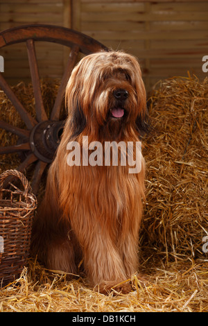 Briard / Berger de Brie |Briard, Ruede / Berger de Brie Stock Photo