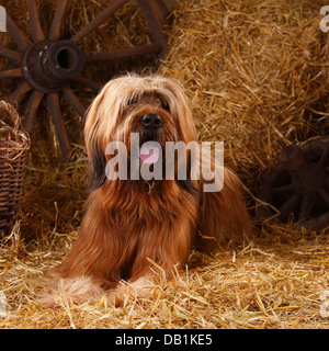 Briard / Berger de Brie |Briard, Ruede / Berger de Brie Stock Photo