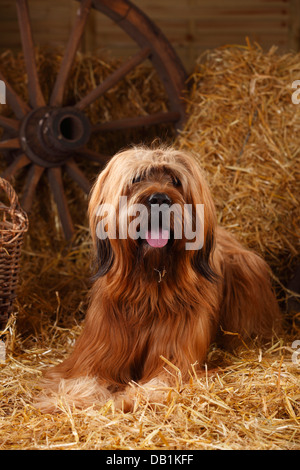 Briard / Berger de Brie |Briard, Ruede / Berger de Brie Stock Photo