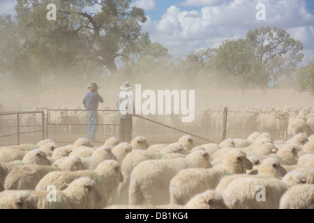 Farmers with a mob of merino sheep in a dusty pen in outback Queensland, Australia Stock Photo