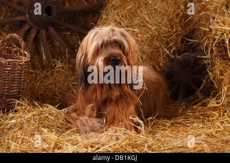 Briard / Berger de Brie |Briard, Ruede / Berger de Brie Stock Photo