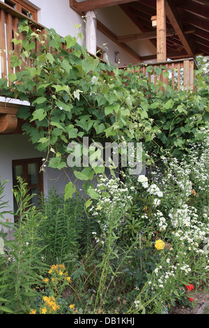 flowers in garden and balcony at a Bavarian farm house. Photo by Willy Matheisl Stock Photo