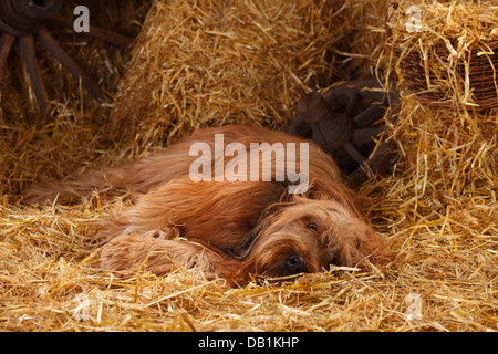 Briard / Berger de Brie |Briard, Ruede / Berger de Brie Stock Photo