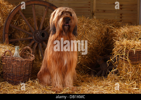 Briard / Berger de Brie |Briard, Ruede / Berger de Brie Stock Photo