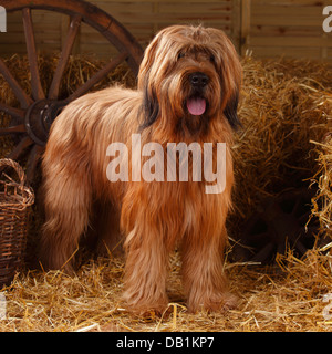 Briard / Berger de Brie |Briard, Ruede / Berger de Brie Stock Photo