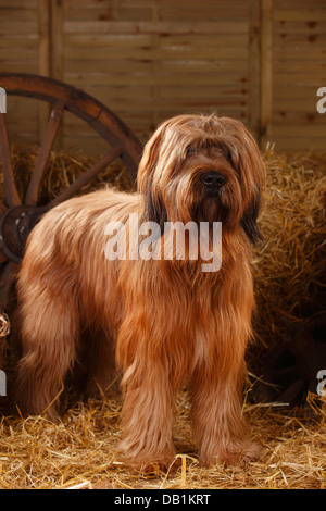 Briard / Berger de Brie |Briard, Ruede / Berger de Brie Stock Photo