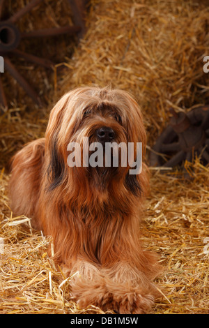 Briard / Berger de Brie |Briard, Ruede / Berger de Brie Stock Photo