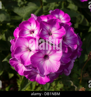 Flower of Phlox Paniculata Uspekh Stock Photo