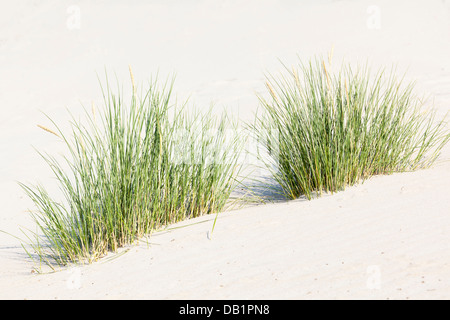 Some tufts of grass growing on a sand dune at the North Sea in Norderney, Germany. Stock Photo