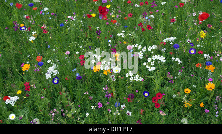 Ornamental meadow flower display using predominately native annuals in public park, Congleton, Cheshire, UK. Stock Photo