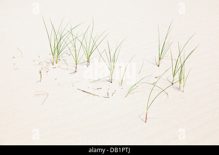 Some blades of grass growing on a sand dune at the North Sea in Norderney, Germany. Stock Photo