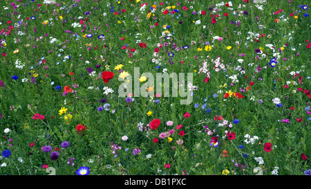 Ornamental meadow flower display using predominately native annuals in public park, Congleton, Cheshire, UK. Stock Photo