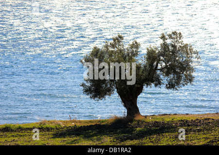 Olive Tree on the shore, Chalkidiki ,Greece Stock Photo
