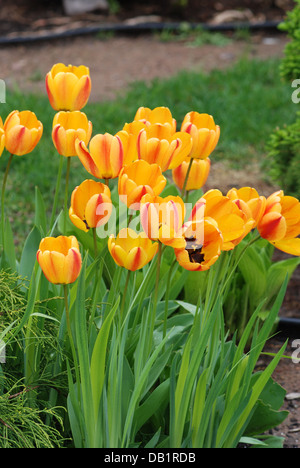 Yellow tulips in spring garden Stock Photo