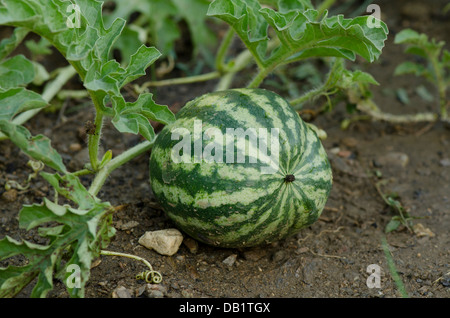 Watermelon, Citrullus lanatus, growing in a vegetables garden. Stock Photo