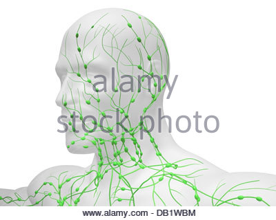 Lymphatic System - Head and Neck Stock Photo: 7251057 - Alamy