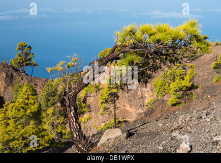 View westwards to the ocean over the crater rim of Tajuya Volcano, Jedey, Cumbre Vieja, La Palma, which last erupted in 1585 Stock Photo