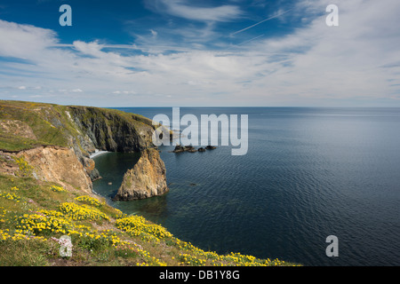 Vegetated sea cliffs in spring with flowering kidney vetch, thrift and sea campion at Tankardstown, County Waterford, Ireland Stock Photo