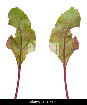 Infection of beetroot leaf by Cercospora beticola Stock Photo
