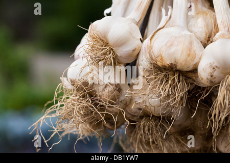 Allium sativum. Garlic 'Messidrome' bulbs tied and hung for drying. Stock Photo