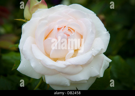 White rose in the garden of Palais Royal, Paris France Stock Photo
