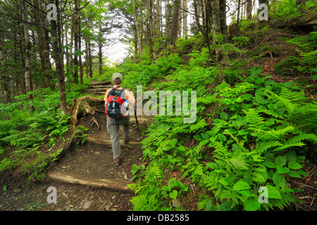 Near Icewater Spring Shelter, Charlie's Bunion Trail, Great Smoky Mountains National Park, North Carolina, Tennessee, USA Stock Photo