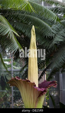 Corpse flower (Titan Arum) - US Botanic Garden, Washington, DC Stock
