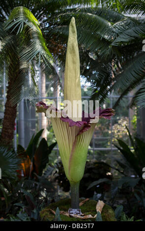US Botanical Gardens, Washington, DC., USA. 22nd July, 2013. Amorphophallus titanum (Corpse Flower) Blooms on Sunday July 21st 2013. Photo Taken on second day bloom. Bloom will last only 3 to 4 days. Last bloom of the corpse flower in Washington DC was in 2007. Amorphophallus titanum, Found in Sumatra, Indonesia. Also known as the titan arum or Corpse Flower, is a flowering plant with the largest unbranched inflorescence in the world. Related to the cuckoo pint and calla lilly. The odor of this flower is reminiscent of decomposing mammal. Credit:  Khamp Sykhammountry/Alamy Live News Stock Photo