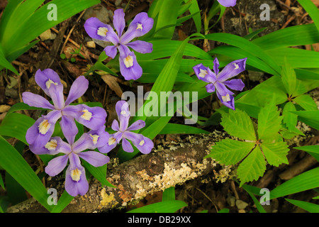 Dwarf Iris Beside Roaring Fork Motor Nature Trail, Great Smoky Mountains National Park, Tennessee, USA Stock Photo