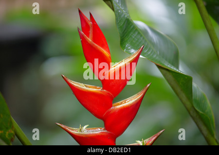 Heliconia inflorescence, Singapore. Scientific name: Heliconia ...