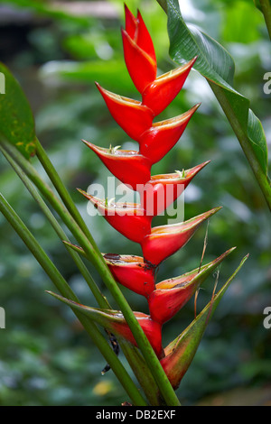 Heliconia Inflorescence, Singapore. Scientific Name: Heliconia 