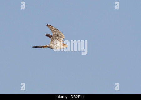 Red-necked Falcon or Red-headed Merlin (Falco chicquera) in flight Stock Photo