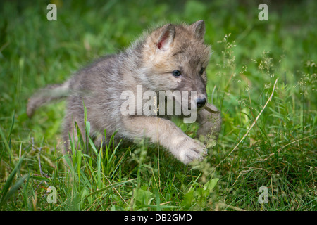 Wolf Pup running through green grass Stock Photo