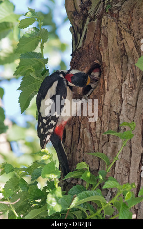 Male Great Spotted Woodpecker (Dendrocopos major) feeds chick at nest hole. Uk Stock Photo